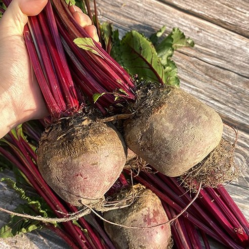 산지직송 유기농 햇 레드 비트, 5kg, 1박스