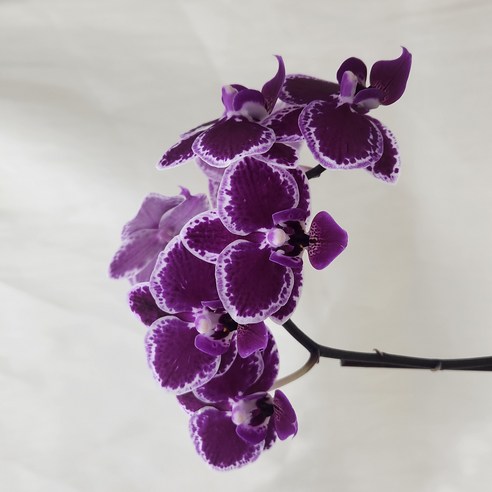 시들지 않는 아름다움, 황금빛 행운을 집안에! 미니 호접란 솔직 후기 미니호접란