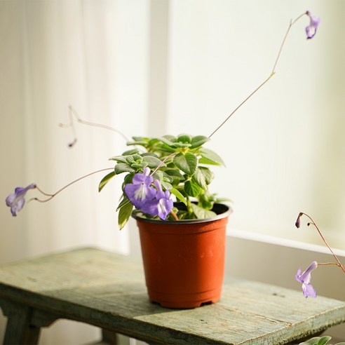 삭소롬으로 삭막한 일상에 보랏빛 힐링을 더하세요!