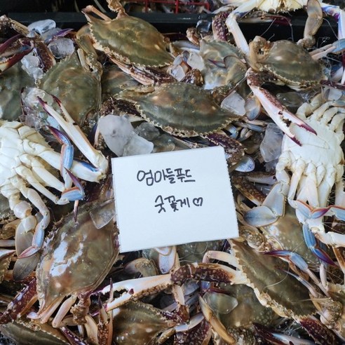 선동 국내산 꽃게 신진도 연평도 제철 봄 가을 숫꽃게 4kg 생물 냉동 급냉 태안, 1개