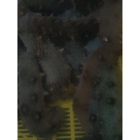 고품질 자연산 찐 해삼 내장의 맛, 영양 및 편리성