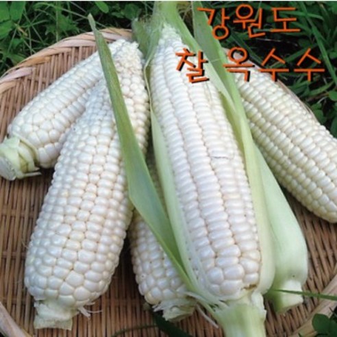 2023년 청원농산 햇옥수수 찰옥수수 10개 20개 30개, 20개 x1box