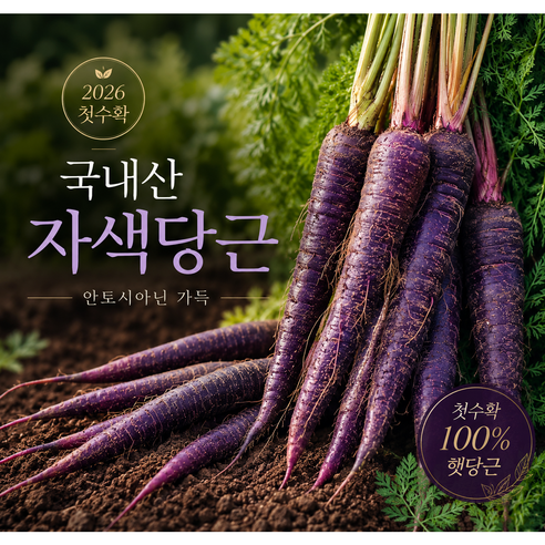2026 햇 자색당근 국내산 안토시아닌 풍부한 컬러당근 산지직송
