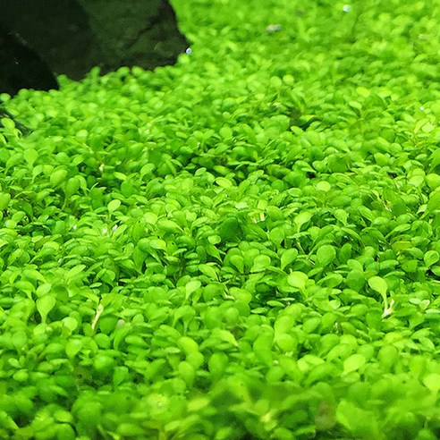 싱그러운 수중 정원을 꿈꾸다: 피알피쉬 대용량 수초와 미니 티그마로 완성하는 나만의 아쿠아 힐링 전경수초