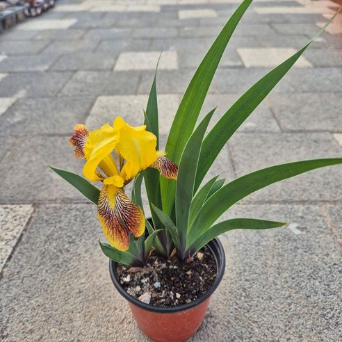 황량한 정원에 생기를! 독일붓꽃(노랑 저먼아이리스)으로 손쉽게 꿈꾸는 나만의 작은 정원 저먼아이리스