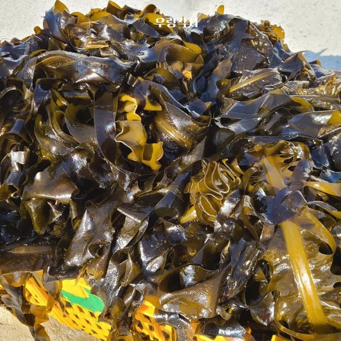 미역 돌미역 해녀가 채취한 자연산 생미역 물미역 1kg