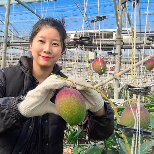 [공항길귤창고]프리미엄 제주 애플망고 국산 제주산, 가정용1.5kg(중과6-7과), 1개