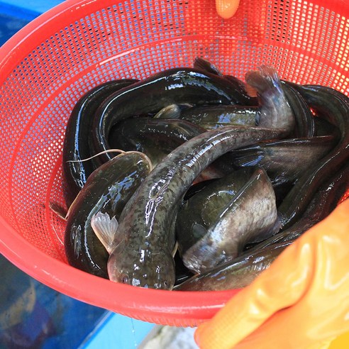 국내산 메기 2kg 메기매운탕용 찜용 민물메기 민물고기백화점