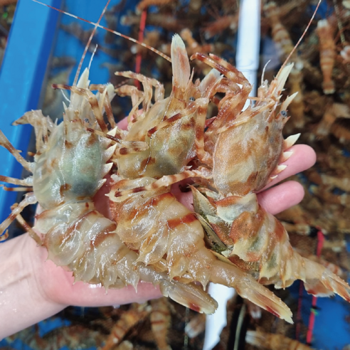 청정 해역 독도에서 자란 신선하고 영양 가득한 새우