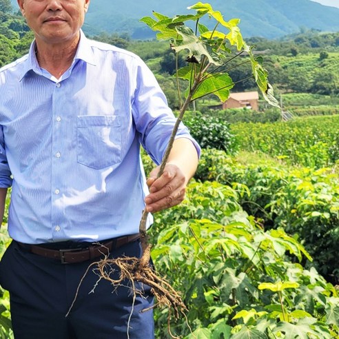 가시 없는 엄나무 묘목으로 집에서 즐기는 건강한 텃밭 생활