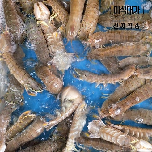 살아 숨 쉬는 바다의 선물, 당일 조업 활 갯가재