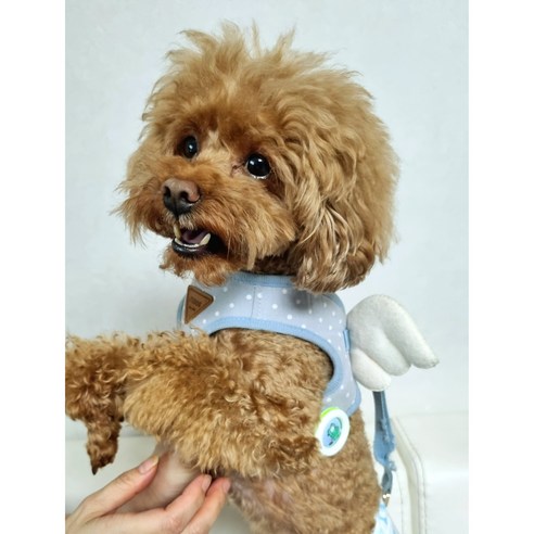 귀여운 강아지와 함께하는 안전한 산책