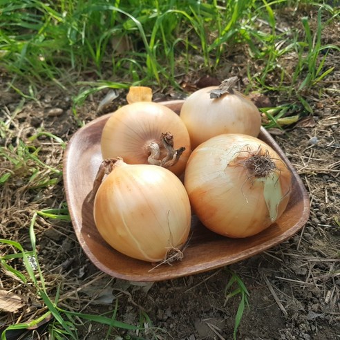 영호네농산물 싱싱하고 큰 양파, 1개, 1kg