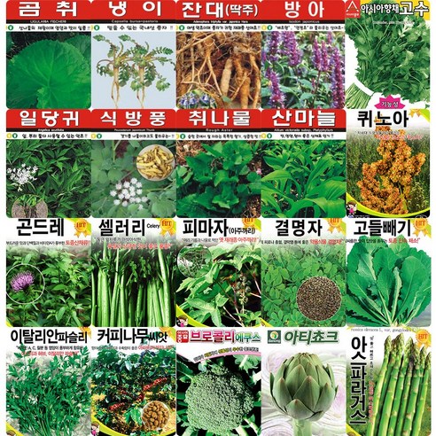 각종 민속 채소 특수 씨앗 모음 도라지 더덕 냉이 산마늘 고수 곰취 나물 약초 씨 종자 모음, 눈개승마, 1개