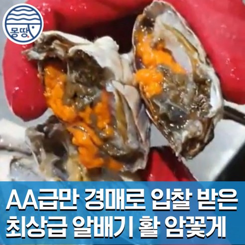 몽땅농수산 국내산 산지직송 생물 활꽃게 암꽃게 알배기 1kg, 2개, AA급 경매 연안 활 암꽃게 1kg(4-6미)