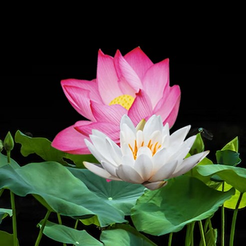 랜덤으로 선정된 백련과 홍련 연꽃 종근 뿌리 3개 셋트, 연꽃 종근 3개 (백련 홍련 랜덤) 수련