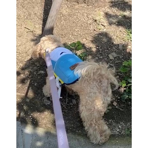 강아지 쿨조끼 소형견 중형견 대형견 여름옷 아이스팩
