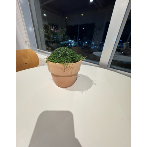 천사의 눈물: 공기를 정화하는 귀여운 새싹