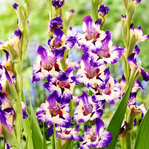 글라디올러스로 삭막한 베란다를 화려하게 변신