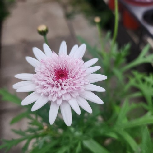 아즈키짱 목마가렛으로 나만의 작은 정원을 완성하세요