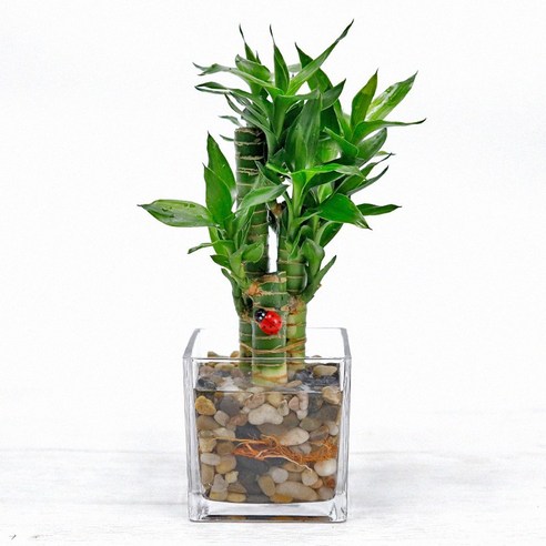 연화죽_믹스돌 사각글라스 수경재배 DIY SET, 1개