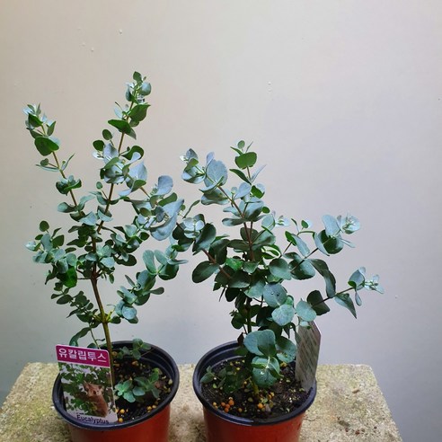 유칼립투스로 일상에 싱그러움을 더하다