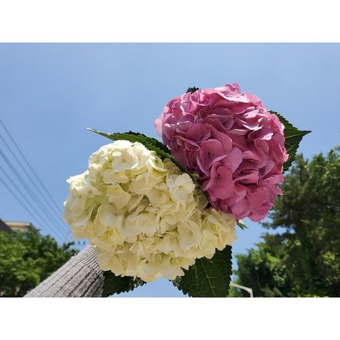 집안에 생기와 화사함을 더하는 유스풀몰의 수국 꽃다발
