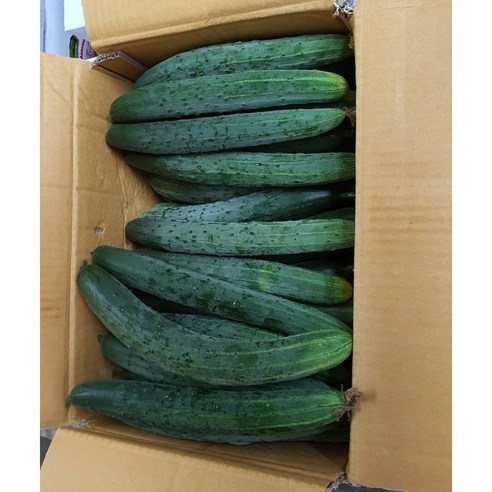 국내산 산지직송 취청 청오이 10kg 박스포함 알뜰농장, 1개, 실속 5kg