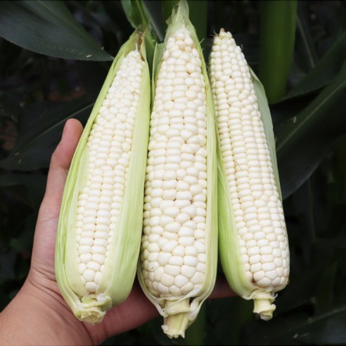 강원도 햇 미백 찰옥수수 10개입, 상세페이지 참조, 상세페이지 참조, 상세페이지 참조, 상세페이지 참조