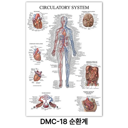 NEW 근육 해부학 포스터, DMC-18 순환계
