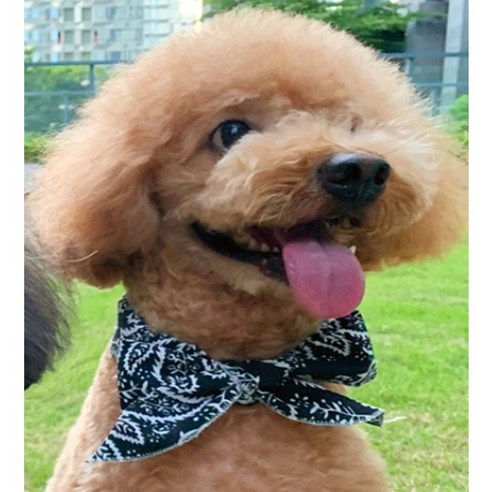 뜨거운 여름철을 시원하고 편안하게 보내는 혁신적인 쿨링 스카프