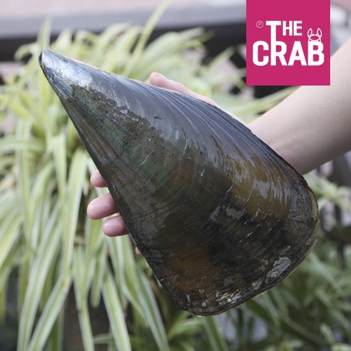 신선한 제철 키조개를 손쉽게 즐기세요!