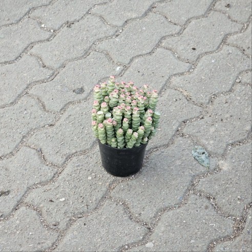 루페스트리 다육식물 하나로 만드는 작은 행복