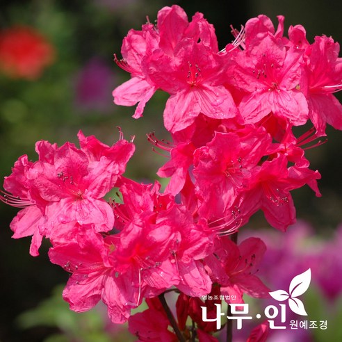 정원에서 피어나는 붉은 환희, [나무인] 대왕철쭉 개화주 5개 대왕철쭉