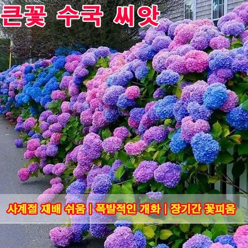 씨앗에서 시작하는 나만의 아름다운 수국 정원