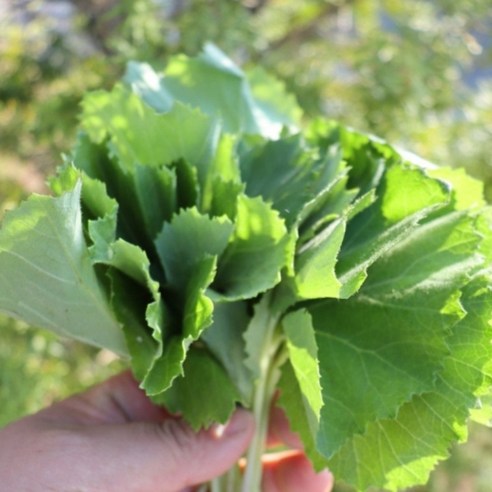 신선한 머위 봄나물 쌈채소 나물용 건강채소 아삭한 생머위, 1박스, 4kg