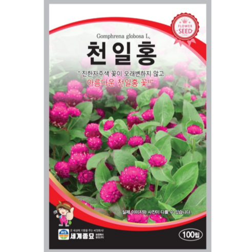 꽃 씨앗 천일홍 진한자주색 꽃이 오래변하지 않고 아름다운