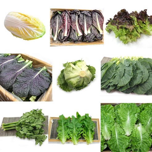 야채왕 쌈채소 파라다이스 캠핑채소, 300g, 1개, 뉴그린