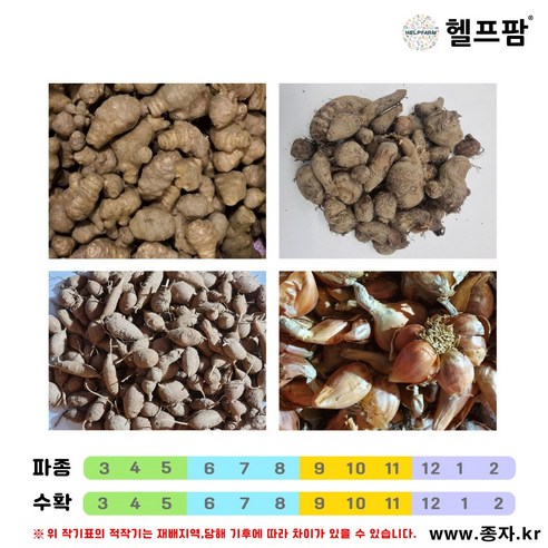 헬프팜 종구모음 돼지감자 토란 아피오스 쪽파 종자, 쪽파 1kg, 1개
