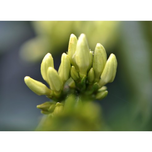 최상의 커피 경험을 위한 에티오피아 게이샤 G1 등급 생두 구지