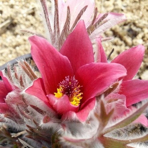 삭막한 일상에 활짝 핀 위로, 동강할미꽃 아름2호 솔직 후기 동강할미꽃