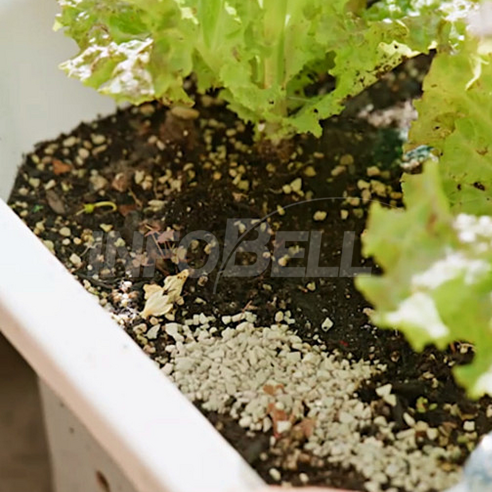 시들시들 힘없는 식물, 김일호 왕잘토 영양제로 뿌리부터 싱싱하게!