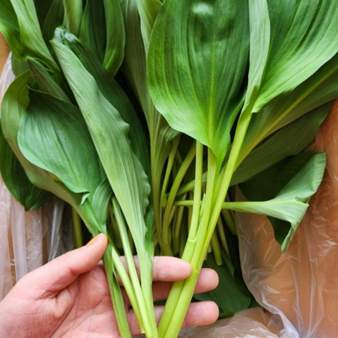 산지직송 명이장인 청정자연 명이나물 산마늘, 1개, 1kg