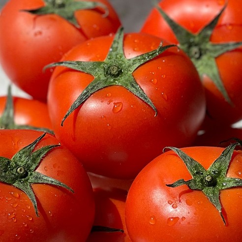토마토20kg 추천상품 토마토20kg 가격비교