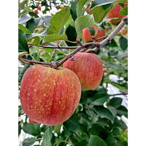 껍질째 먹는 꿀사과, 맛 있으면 좋아해!