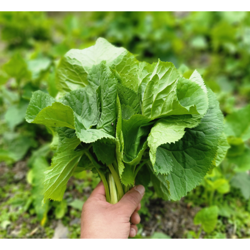 [부자밥상] 강원도 곰취나물 정말 싱싱한 햇 곰취 산나물 산지직송!, 2kg, 1개