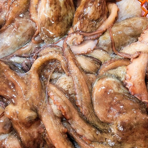 산지직송 통영산 돌문어, 바다의 생생한 맛을 식탁으로