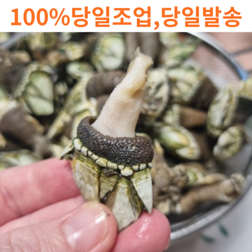바다의 숨겨진 보물, 거북손! 득템 후기 & 맛있게 즐기는 방법 거북손