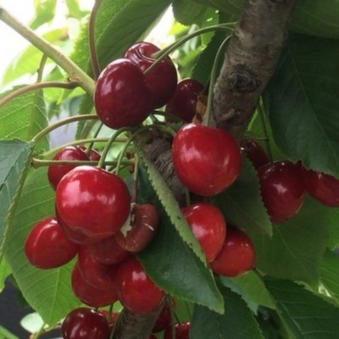 키움원예조경 체리 접목묘목, 자취 생활의 기쁨이 되다