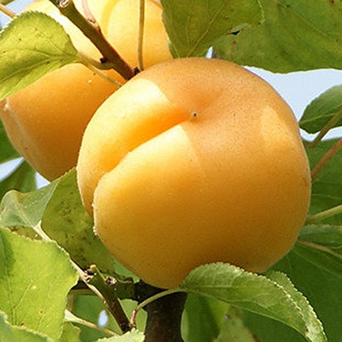 혼자서도 풍성한 수확을! 달콤한 행복을 선사하는 살구나무 묘목 살구나무